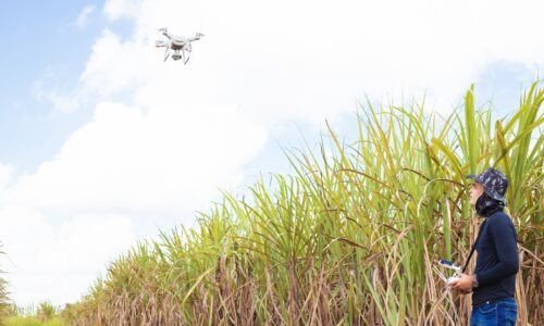 Como a Yathē pode ajudar produtores alagoanos a enfrentar momentos de crise da cana-de-açúcar